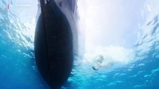 All the Sharks - Official Trailer -