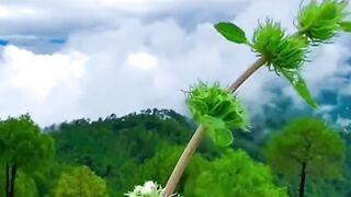 Natural beauty of Kashmir awesome view