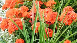 Beautiful Orange flower