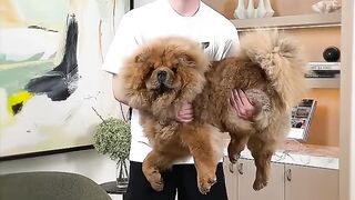 Dog weights