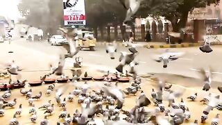 my country movie title song by lollywood films jazba