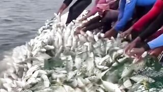 very nicc fish