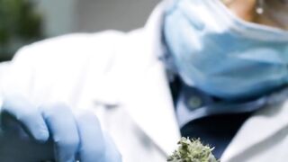 cannabis in Dubai, Buy cannabis in Abu Dhabi, Buy cannabis in Sharjah, Buy cannabis in Ras Al Khaimah, Buy cannabis in UAE