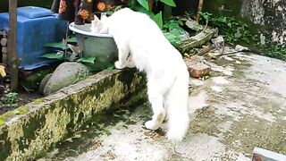 Drink a cat