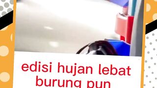 Edisi Hujan Lebat Burung Pun Kedinginan Saat Hujan