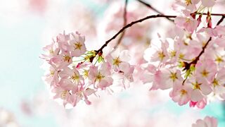 There is no one who does not love flowers.