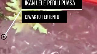 Ikan lele perlu PUASA disaat seperti ini