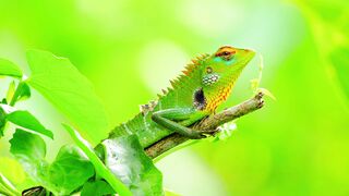 Nature and Animals Love