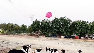 Dogs Having fun