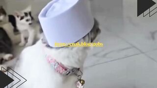 Kucing satu ini baru pulang dari tanah suci.