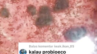 ProbioEco murah dan multifungsi, bisa untuk pembenihan, pendederan dan pembesaran lele