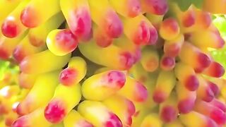Amazing Fruits Harvesting  Natures Freshest Collection