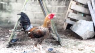 DAFTAR BOSPLAY AGEN SABUNG AYAM RESMI TERBESAR AMAN DAN TERPERCAYA