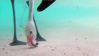 Вы видели, как едят фламинго? Нет? Тогда смотрим.