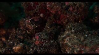 Морские сапфиры (лат. Sapphirina sp.)