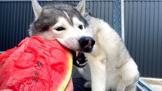 Dog eats watermelon