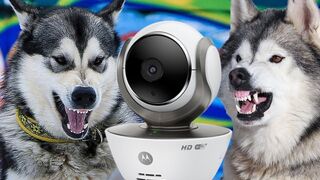 Funny dog 66