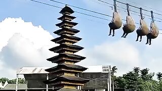 Disini Bali Van Java trending shorts short love music funny shortvideo freefire fyp