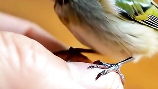 Watch This Bird Be 100 Chaotic and Adorable  shorts cuteanimals animals adorablechicks viral
