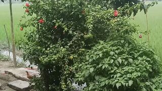 Nature 289