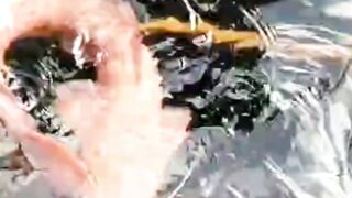 Perkawinan Silang LELE ALBINO vs LELE BIASAHasilnya Bagaimana