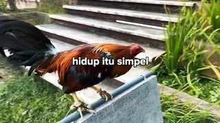 DAFTAR BOSPLAY AGEN SABUNG AYAM RESMI TERBESAR AMAN DAN TERPERCAYA 3