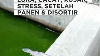 Penyebab ikan lele luka, cacat, rusak, stress berat setelah disortir