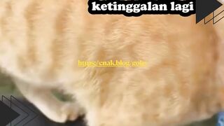 Kucing Ngebet Naik Motor, Tapi Gak Bisa Nyetir!