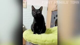 Funniest cats dogs funny moments