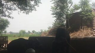 Bakra and kattah
