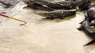 Man Stuns Crocodile Instantly with a Stick at Crocodile Farm