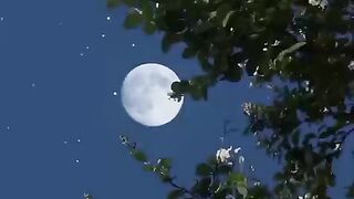 Full moon views