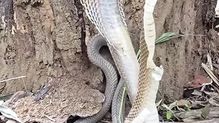 Mysterious sight of a new-looking snake!