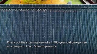 Посмотрите на потрясающий вид 1400-летнего дерева гинкго, высотой более 30 м.