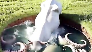 The cow covered in millions of octopus
