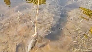 Genius idea for catching big fish