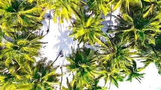 Toca Toca (Official Music Video)  HarmonyHub