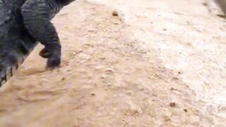 Man Freezes Crocodile Instantly with Just a Stick at Crocodile Farm