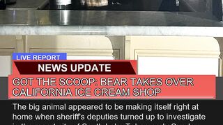 Got the Scoop Bear Takes Over California Ice Crea