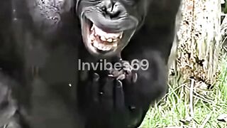The mother chimpanzee was surprised