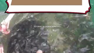 Alur USAHA pembenihan ikan leleModal dikit, Teknik Rumit, Untung melejit