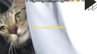 Kucingnya Kejepit Tapi Tetap Ikut Touring!