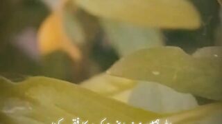Ya Allah pak hamen Apne dar ka hi mohtaj rakhna