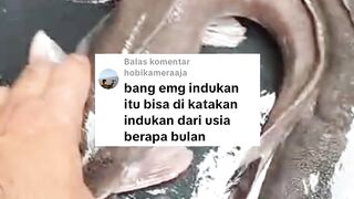 Ikan lele itu bisa disebut indukan lele dari umur berapa