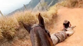 Video do cavalo zacarias homem que cortou as patas do cavalo