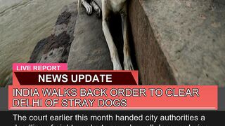 India Walks Back Order to Clear Delhi of Stray Dog