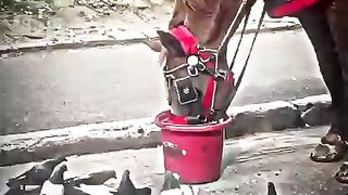Animals are More Loving animals horse pigeon feed share