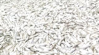 Thrilling Sea Fishing Adventure Catching the Oceans Bounty