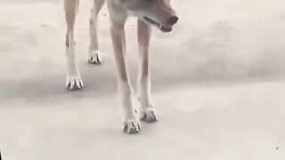 Что бы вы сделали, если бы этот койот появился у вашей входной двери?