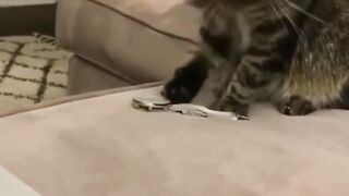 Cute cats